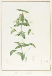 Correa Vieisiflora, 1811 (wc és testszín grafitnyomok felett pergamen)